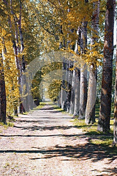 Alley of poplars with yellowing leaves in late summer