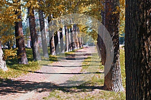 Alley of poplars with yellowing leaves in late summer