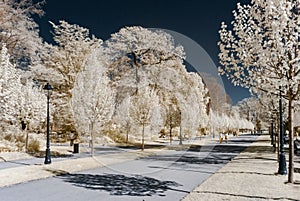 Alley in public park, infrared view