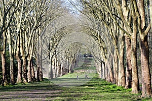 Alley in  the public park of Sceaux