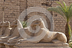 Alley of the ram-headed Sphinxes.