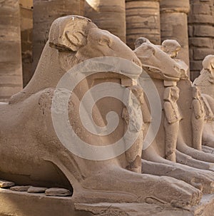 Alley of the ram-headed Sphinxes.