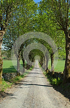 Alley road at late spring, almost summer, gravelled road, stone wall on the sides.