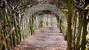 Alley with a roof of branches at spring.