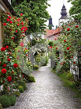 Alley of Roses