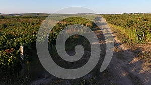 Alley among rows of vineyard view from drone