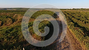 Alley among rows of vineyard view from drone