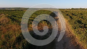 Alley among rows of vineyard view from drone