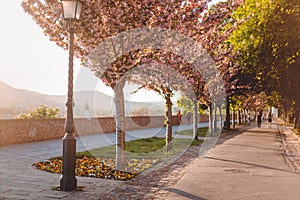 Alley with sakura trees and a streetlight, beautiful sunset