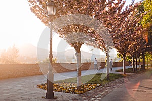 Alley with sakura trees and a streetlight, beautiful sunset