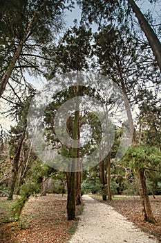 Alley of sequoias in the dendrological park `Southern Cultures` in Sochi city, Russia