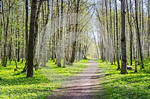 Alley shined by solar beams in spring park