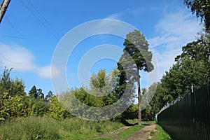 Alley on the site of the former railway.