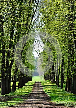 An alley in spring