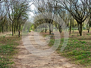 Alley in spring forest Boulogne in Paris photo