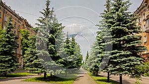 An alley of spruce trees in the city