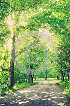 Alley in summertime photo