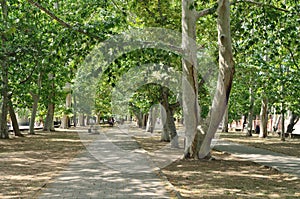 Alley with sycamore.