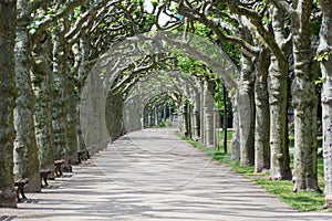 Alley of sycamores