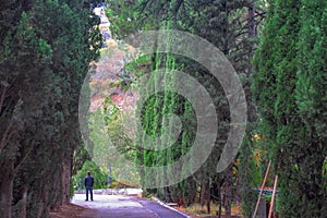 Alley of tall trees in the botanical garden of Tbilisi