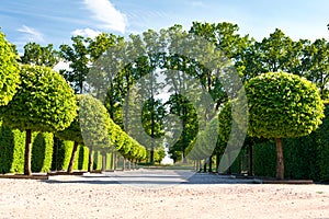 Alley of topiary green trees in ornamental garden.