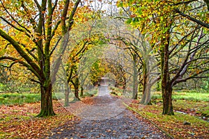 Alley with trees in autumn in Snowdonia National Park in Wales