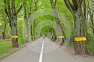 Alley of trees with catching belts for collecting insects on trunks. Festival Alley, Kaliningrad