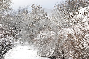 Alley and trees covered with snow