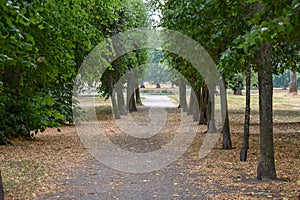 Alley of trees at Drottningholm Royal Domains