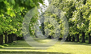 Alley of trees in an English garden