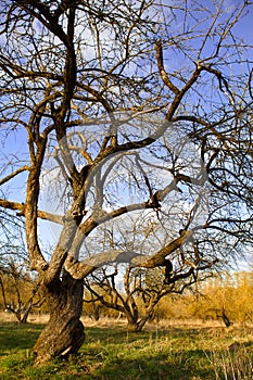 An alley of trees without leaves. Spring, autumn, apple orchard, seasonality, dry grass. Naturalness, ecology, springtime. Copy