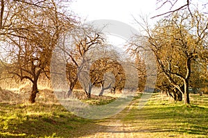 An alley of trees without leaves. Spring, autumn, apple orchard, seasonality, dry grass. Naturalness, ecology, springtime. Copy