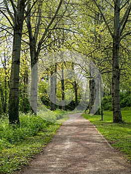 Alley of trees with new leaves