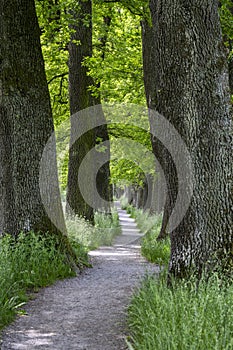 Alley of trees in Upper Bavaria, Germany