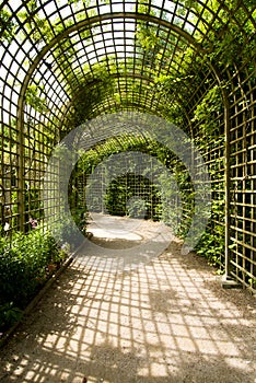 Alley and trellises