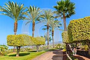 An alley in tropical garden with palm trees, Tenerife, Canary Islands, Spain