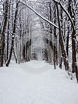 Alley in the winter forest and silence.