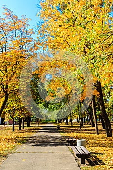 Alley with yellow maple trees in city park at autumn