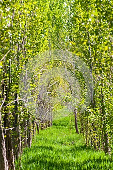 Alley of young poplars among the green grass in the park of Almaty