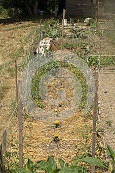 Alleys of crops against stakes, alternated by an alley of yellow and orange marigolds and mulching on the ground, in the vegetable