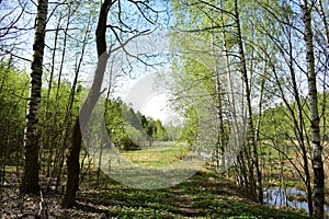 Alleys. River. Mixed forest area. Coniferous and deciduous trees. Green grass. It\'s a sunny day.