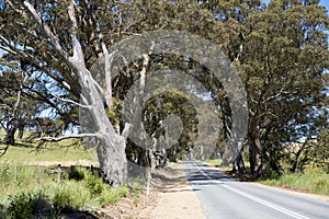 Alleyway in Barossa Valley, Australia