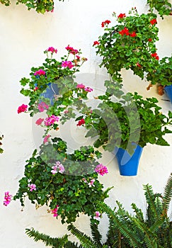 Alleyway from the flowers, Cordoba, Spain