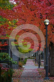 Alleyway with a street lamp and autumn foliage covered trees