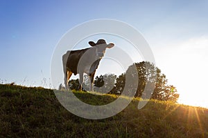 allgau cows at sunset with beams