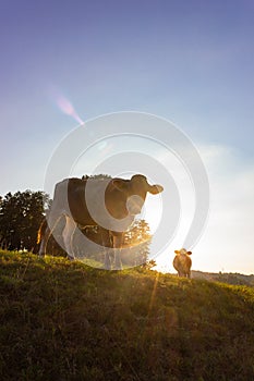 allgau cows at sunset with beams