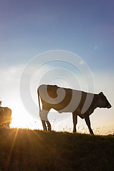 allgau cows at sunset with beams