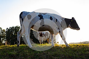 allgau cows at sunset with beams