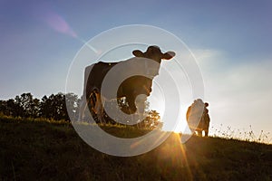 allgau cows at sunset with beams