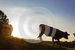 allgau cows at sunset with beams